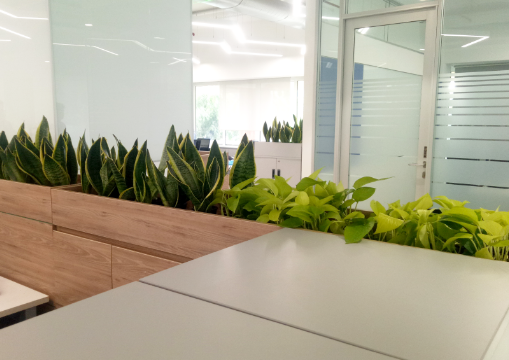 Corporate Plant Rental
